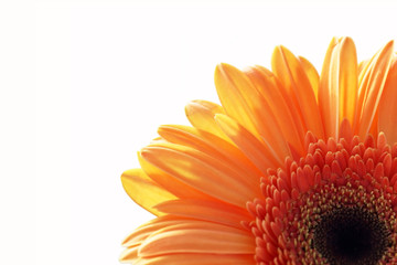 gerber daisy flower on the white background