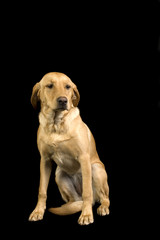 Obraz na płótnie Canvas Golden Labrador puppy