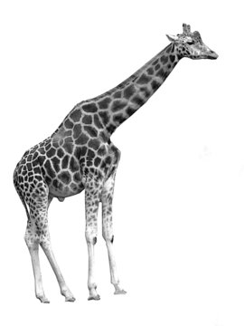 photo girafe détouré