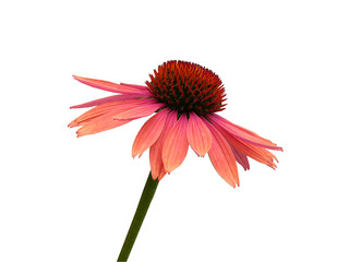 Pink coneflower with white background