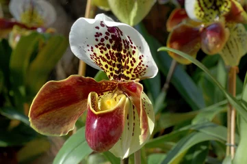 Deurstickers Orchideen Zuchtform © OutdoorPhoto