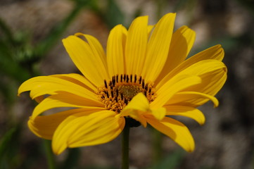 Obraz premium fleur et or