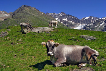 Kühe