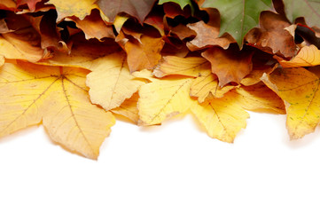 Fototapeta na wymiar Colorful autumnal leaves