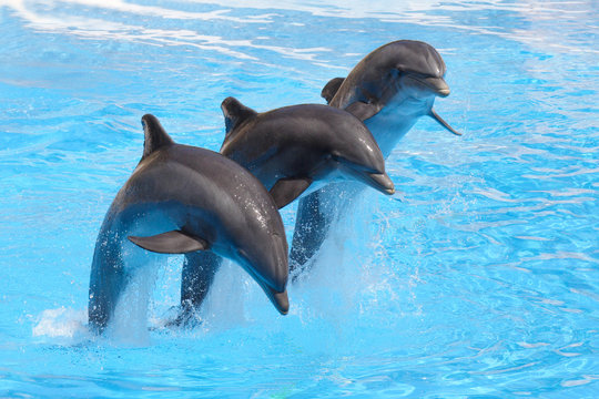 Fototapeta Trio delfinów
