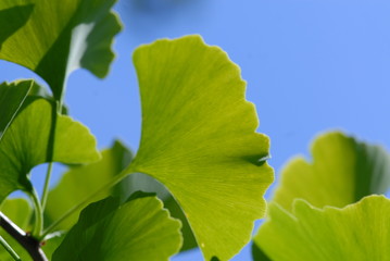 ginkgo