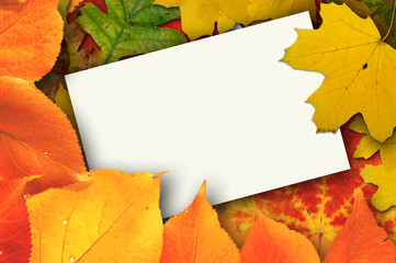 Blank card surrounded by beautiful autumn leaves - 5053680