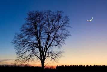 Skeleton Tree and Crescent Moon