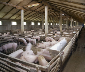 PigFarm