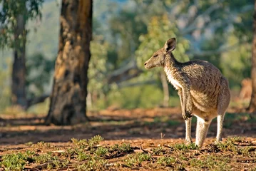 Papier Peint photo Lavable Kangourou australian kangaroo