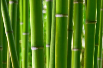 Foto op Canvas Bamboo Bos © Maceo