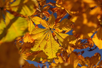 Leaves of the horse chestnut tree in autumn or fall
