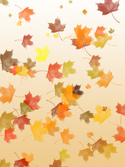 Falling maple leaves