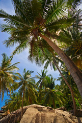 Obraz na płótnie Canvas Coconut Palm Groove