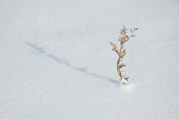 Plant Growing Through Snow