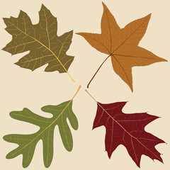 Four Fall Leaves