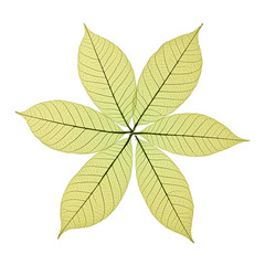 Skeleton Leaves Flower