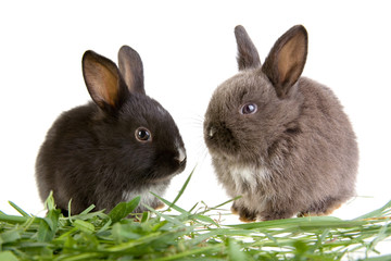 two bunny in the grass