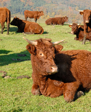 vaches