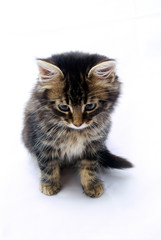 Fototapeta premium cute tabby kitten