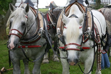 Percheron