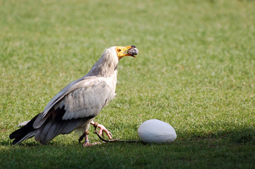 Neophron percnopterus cassant un oeuf