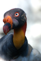 sarcoramphus papa
