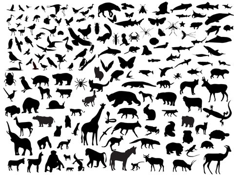 Many vectors of animals