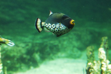 Leoparden-Drückerfisch