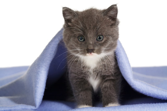 Grey Kitten On A Blue Blanket