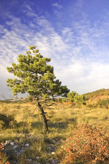 Pino su una collina