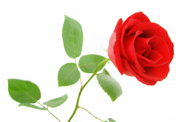red rose