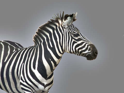 Fototapeta stripes