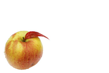 autumn apple