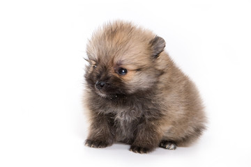 Obraz premium German Spitz Zwerg puppy