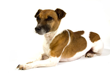 jack russel