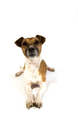 jack russel terrier