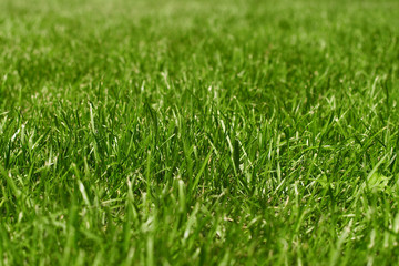 grass