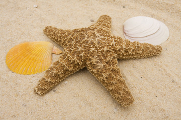 Fototapeta na wymiar Starfish and shells
