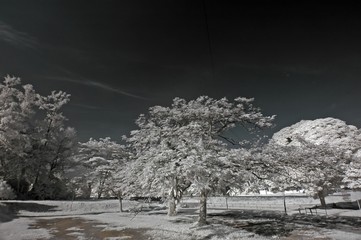 Infrared photo- skies, nature and tree in the parks 