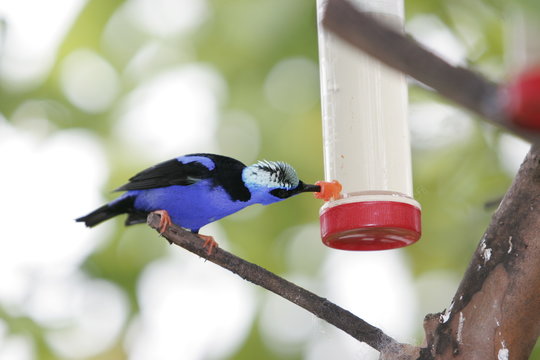 FEEDING BLUE  BIRD