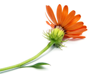fleur orange
