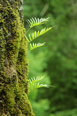 nurseling fern leaves - obrazy, fototapety, plakaty