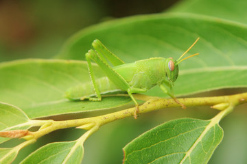 green grasshopper