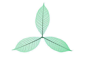 Skeleton Leaves Flower