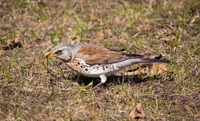 Fieldfare with worm
