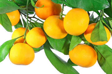 Perfect tangerines on a tree