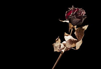 dead rose on black - 5069634