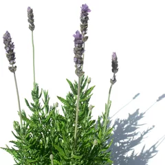 Foto op Plexiglas Lavendel kreupelhout lavendel