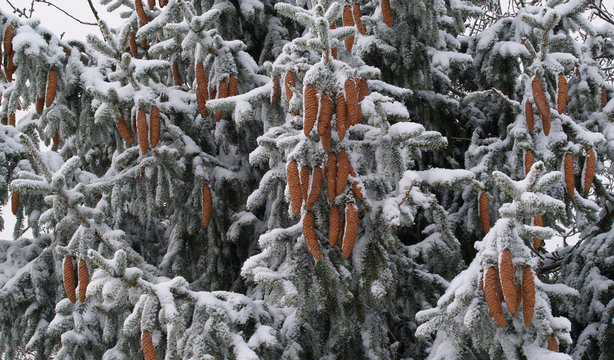 Grappe de pives sous la neige